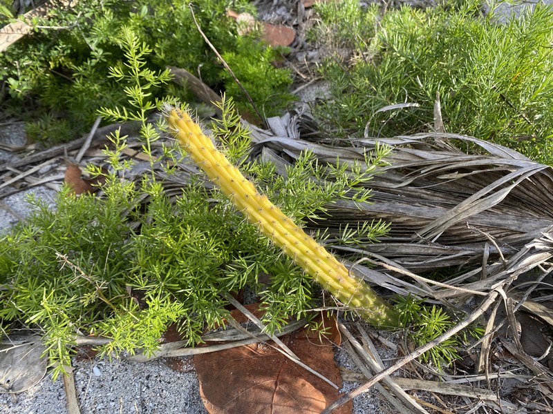 Prickly Applecactus photo 3