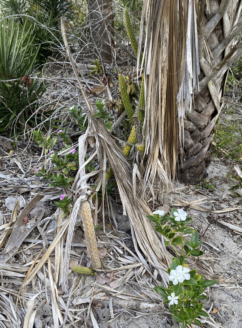 Prickly Applecactus photo 5