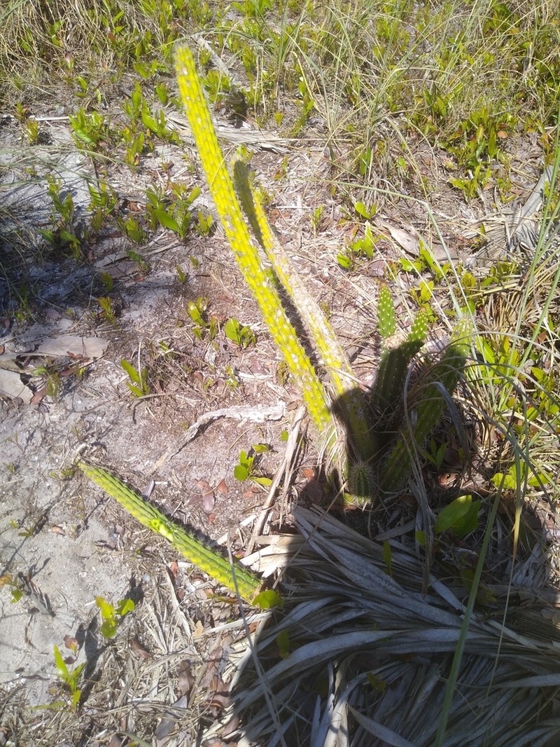 Prickly Applecactus photo 6