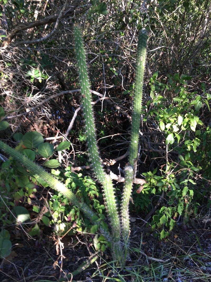 Prickly Applecactus photo 7