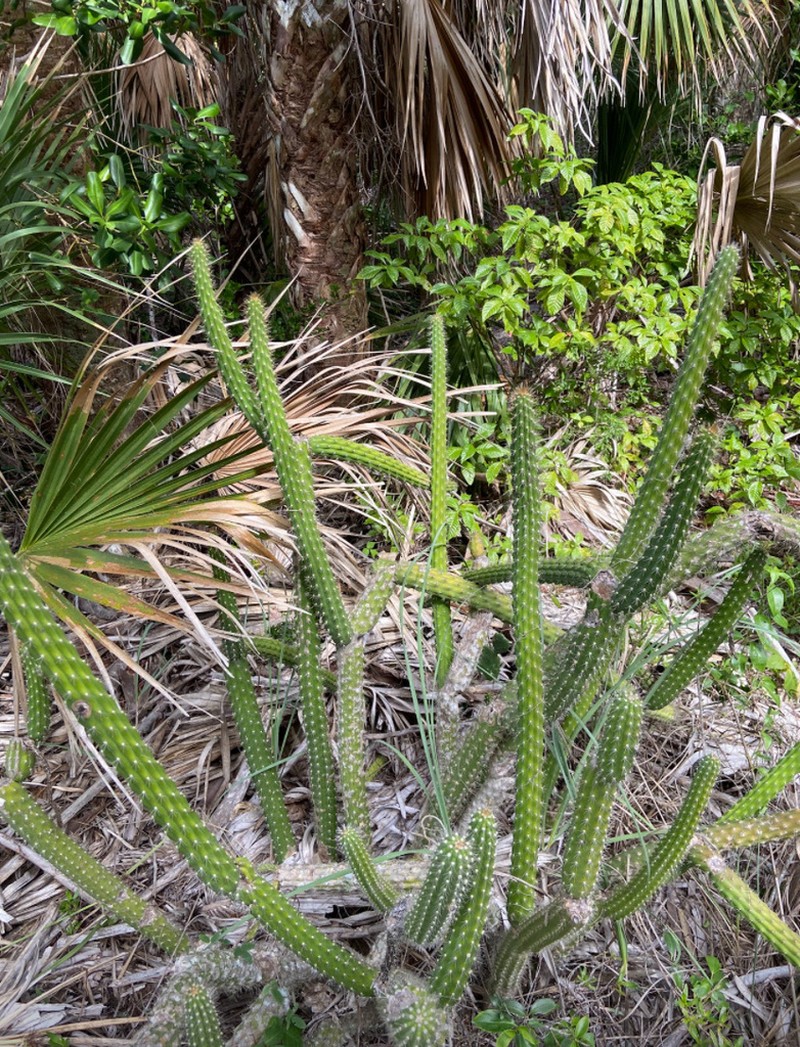 Prickly Applecactus photo 8