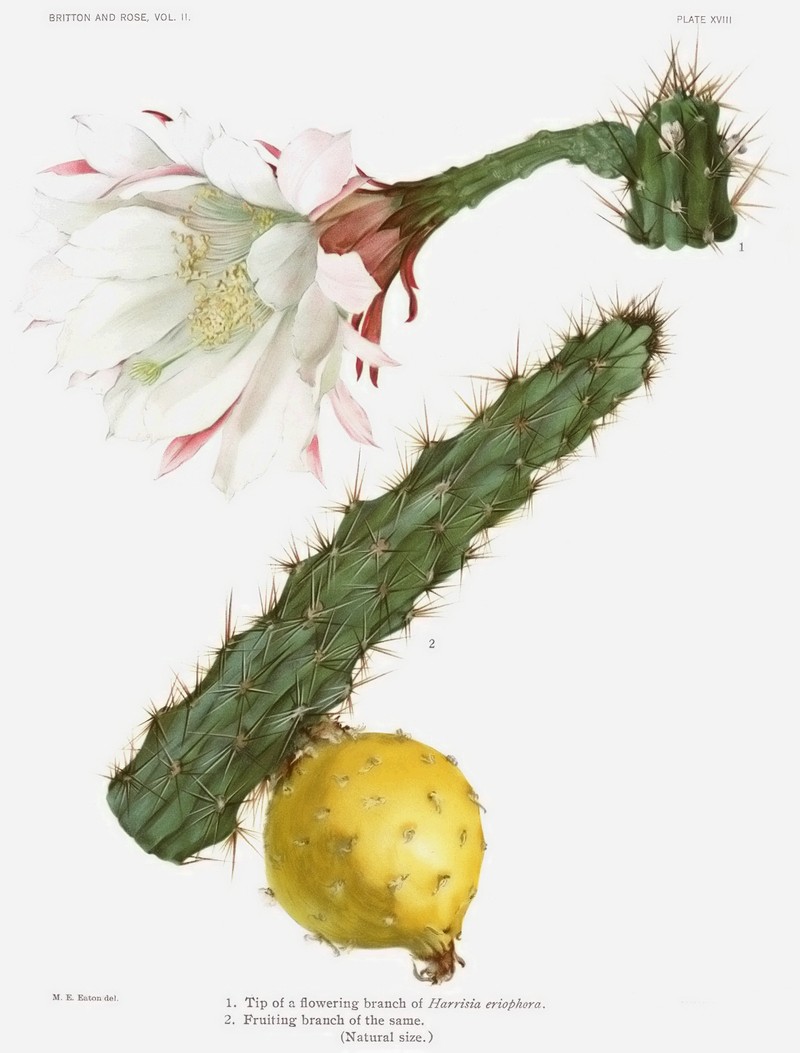 Fragrant Applecactus