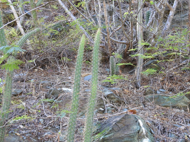 Fragrant Applecactus photo 3