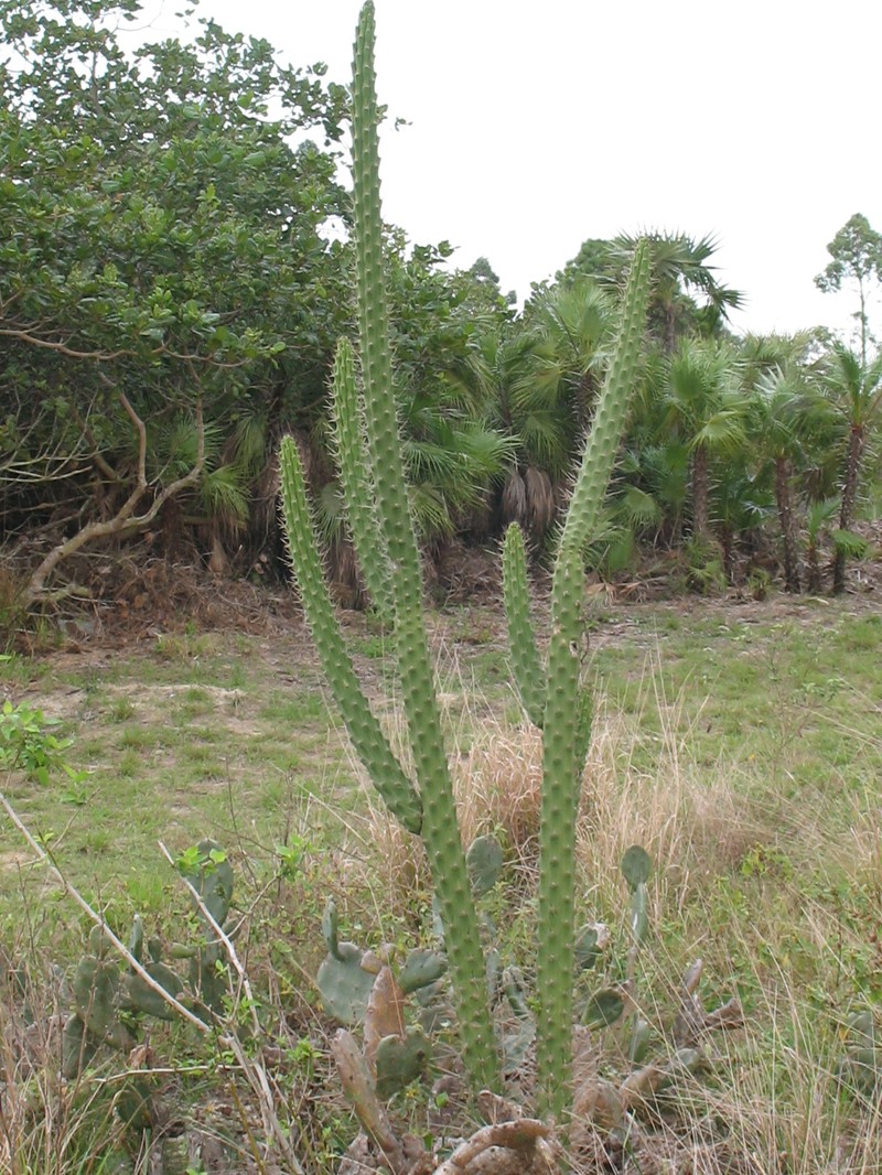 Fragrant Applecactus photo 4