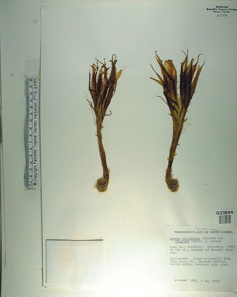 Fragrant Applecactus photo 6