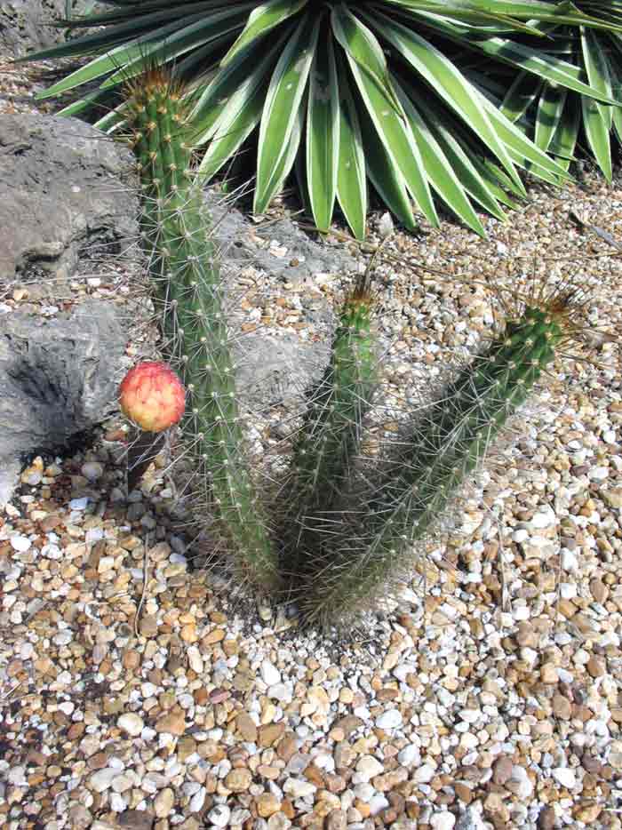 Caribbean Applecactus