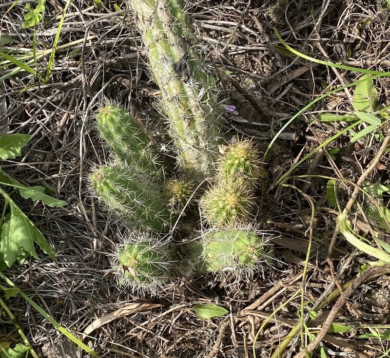 Simpson's Applecactus photo 4