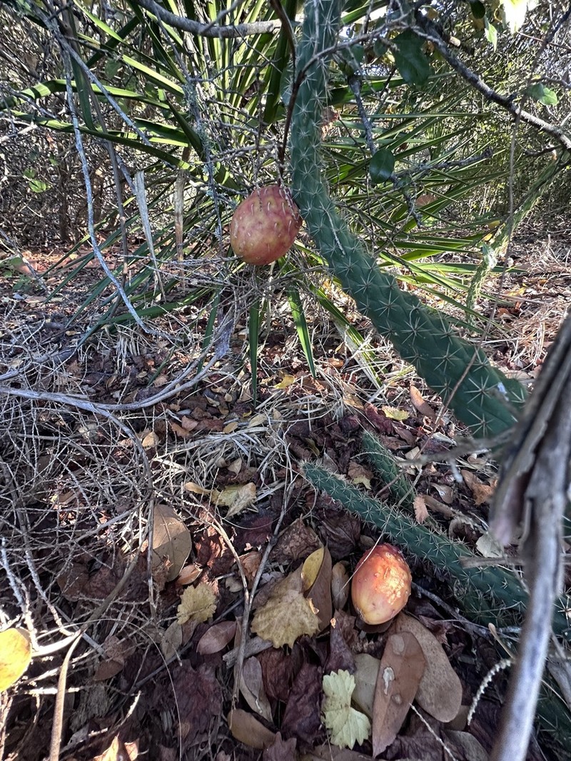 Simpson's Applecactus photo 7