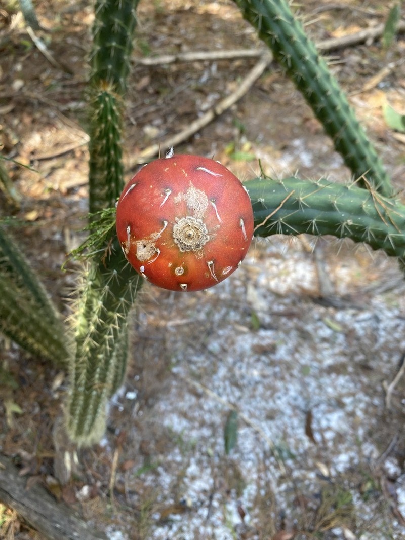 Simpson's Applecactus photo 8