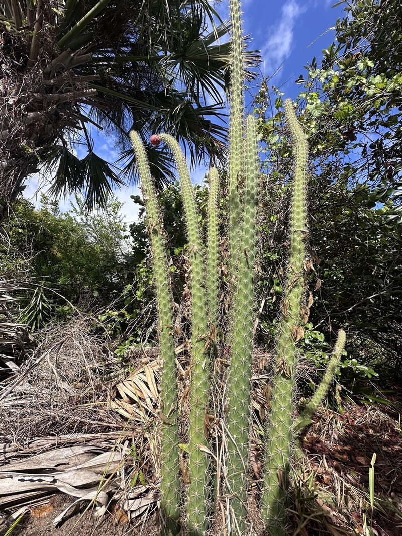 Caribbean Applecactus