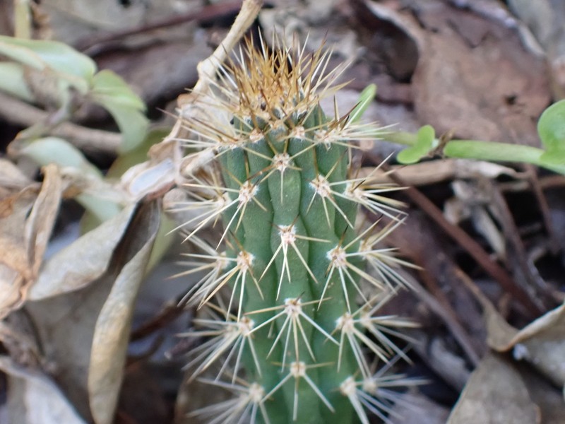 Caribbean Applecactus photo 2