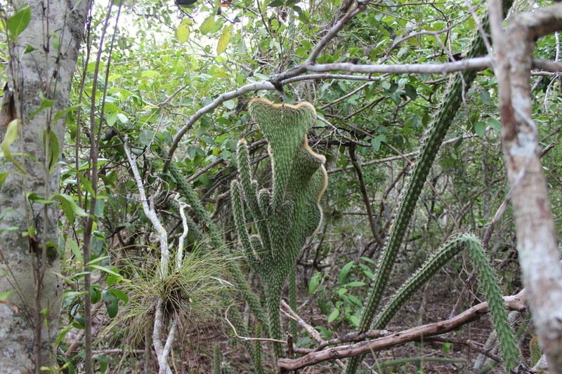 Caribbean Applecactus photo 3