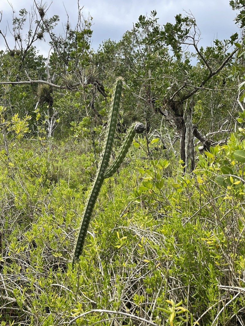 Caribbean Applecactus photo 6
