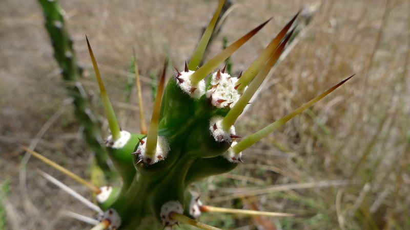 Mooncactus photo 4