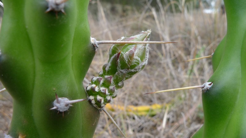 Mooncactus photo 5