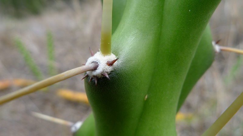 Mooncactus photo 6