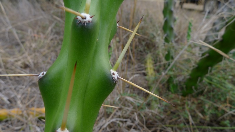 Mooncactus photo 2