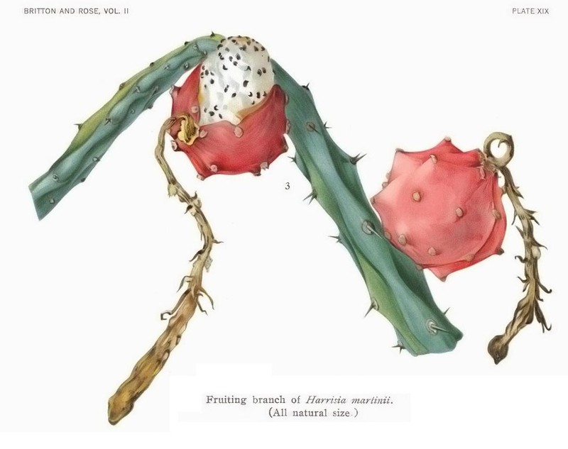 Mooncactus photo 3