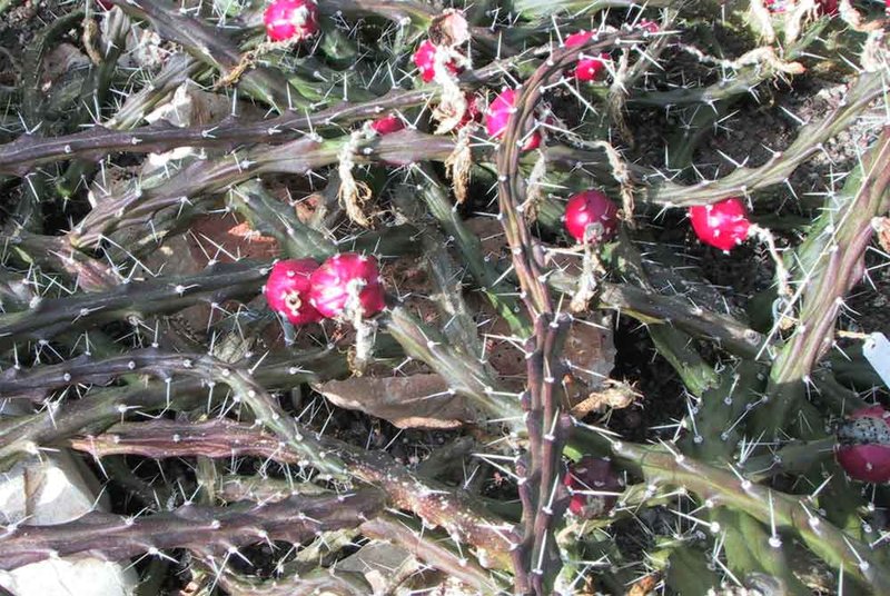 Mooncactus photo 7