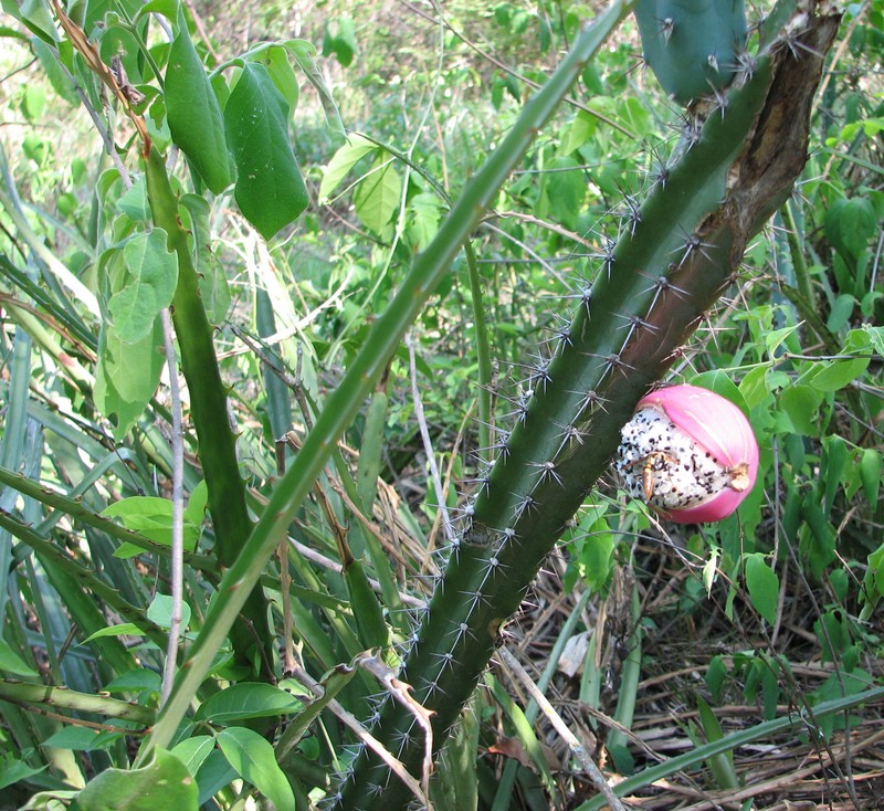 Applecactus