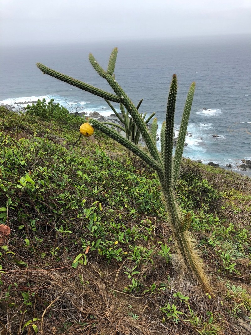 Puerto Rico Applecactus