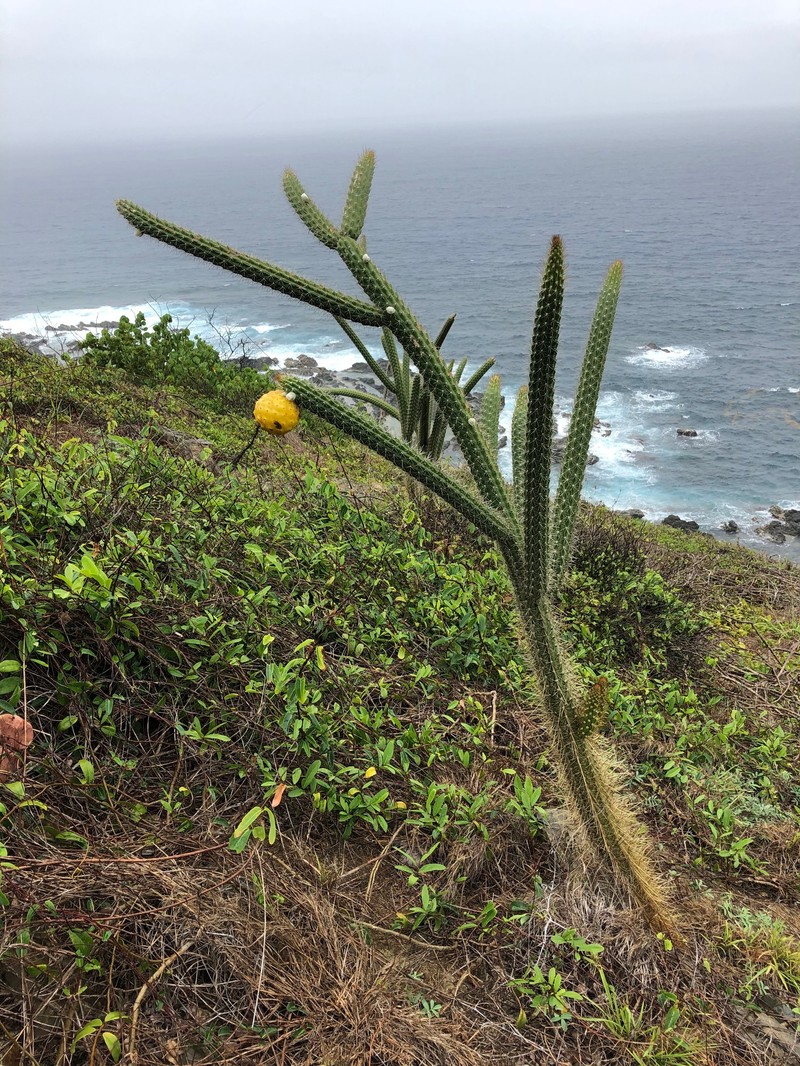 Puerto Rico Applecactus photo 5