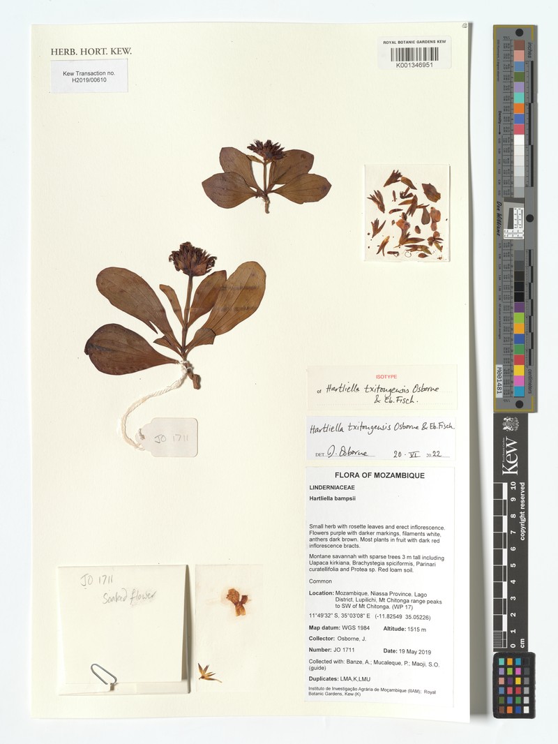 Hartliella txitongensis
