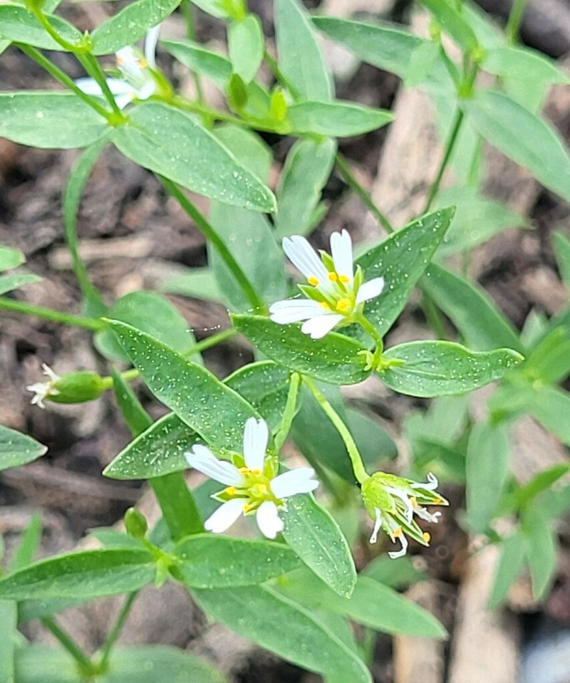 Pseudostellaria