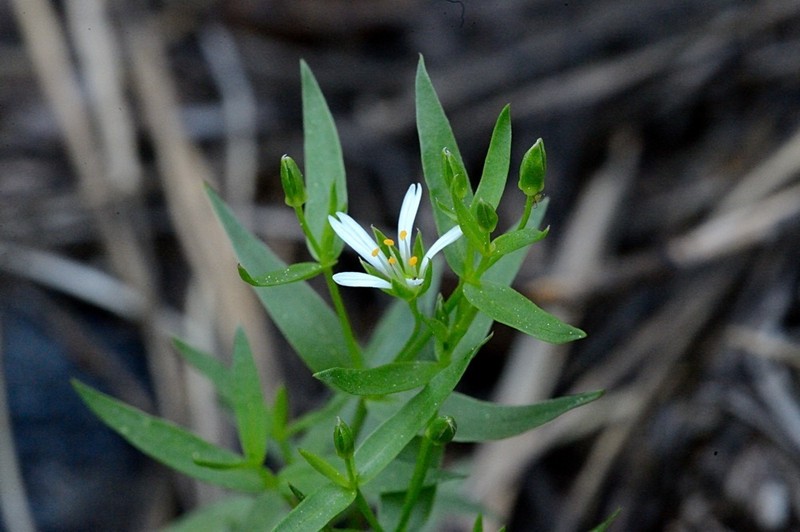 Pseudostellaria photo 2