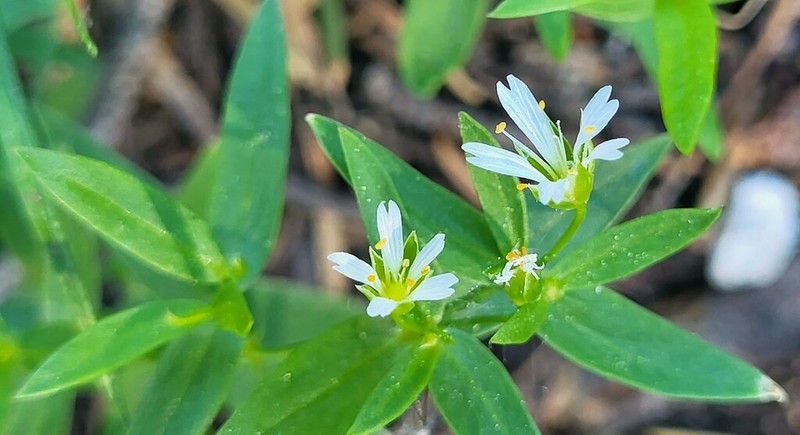 Pseudostellaria photo 3