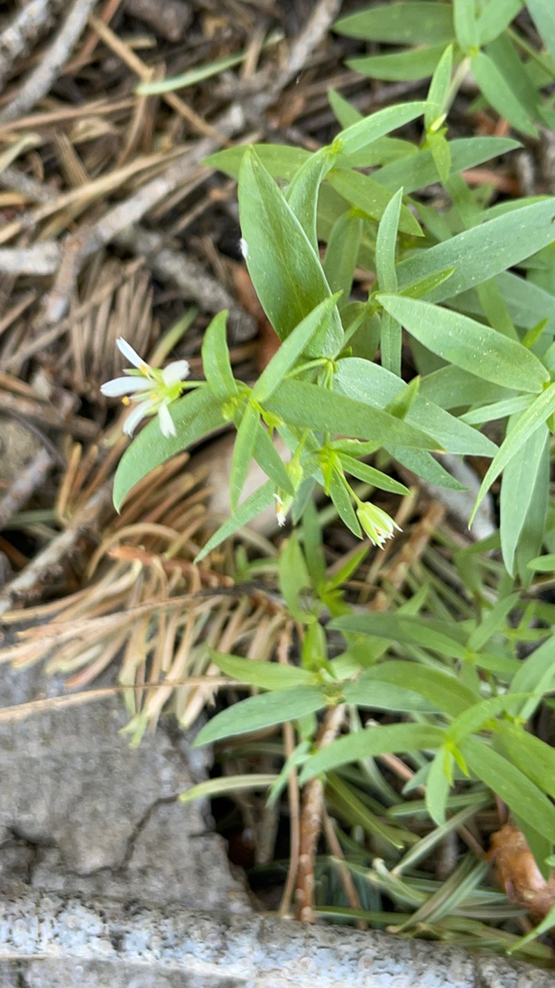 Pseudostellaria photo 4