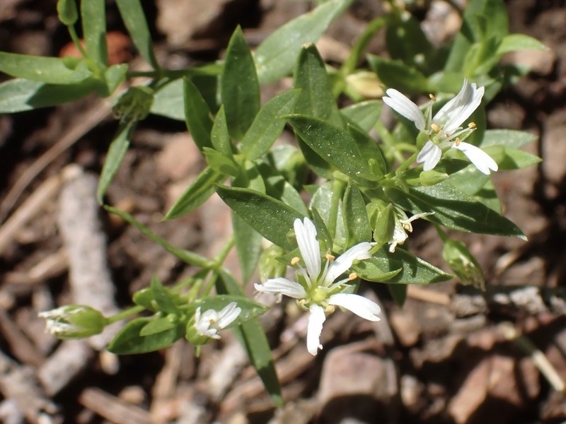 Pseudostellaria photo 5