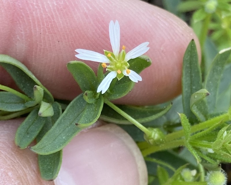 Pseudostellaria photo 6
