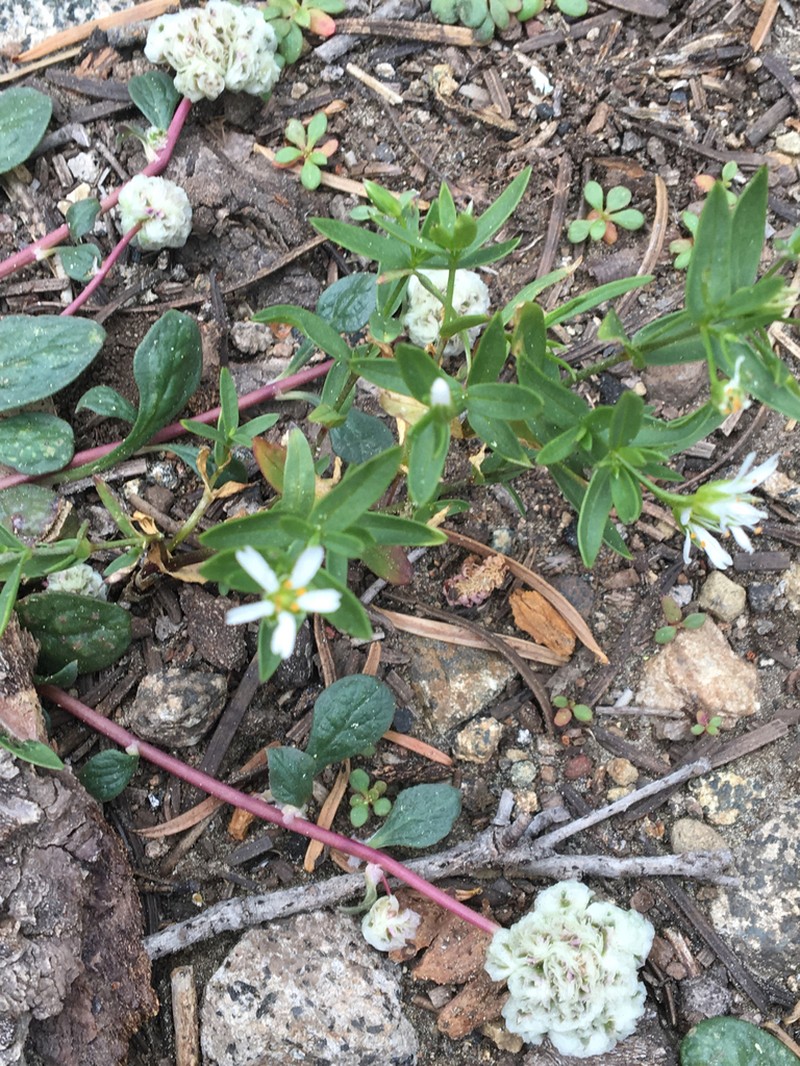 Pseudostellaria photo 7