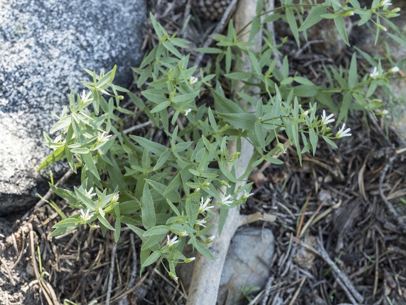 Pseudostellaria photo 8