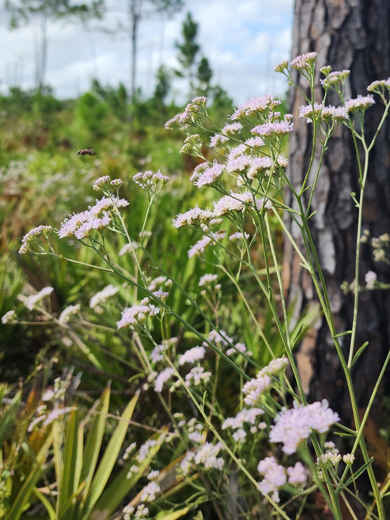 Florida Hartwrightia