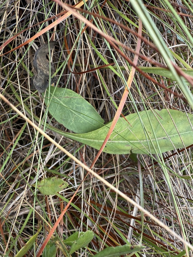 Florida Hartwrightia photo 2