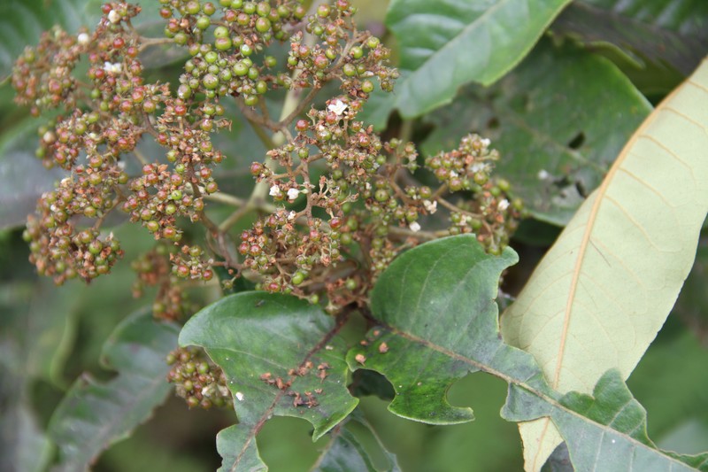 Harungana madagascariensis