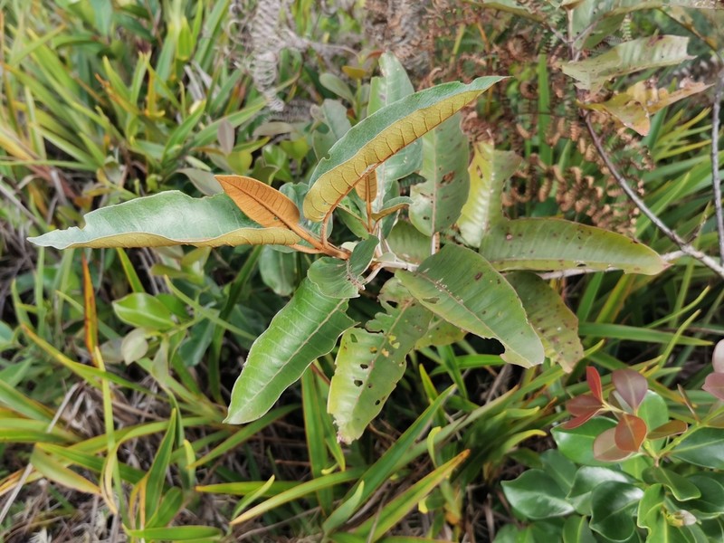 Harungana madagascariensis photo 2