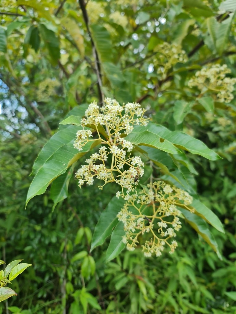 Harungana madagascariensis photo 3