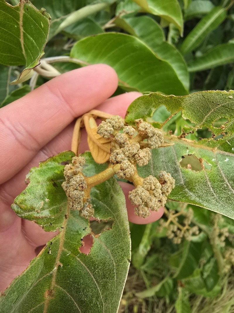Harungana madagascariensis photo 4
