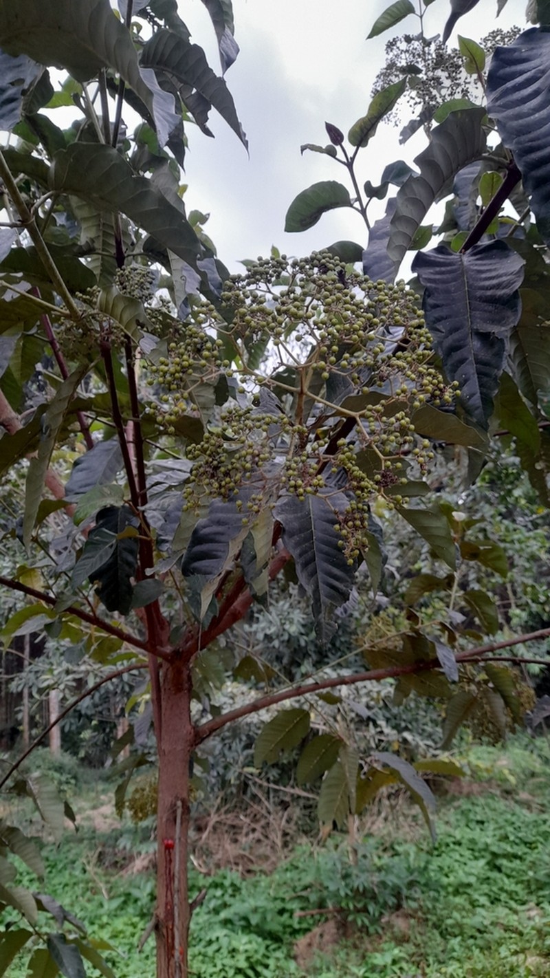 Harungana madagascariensis photo 5