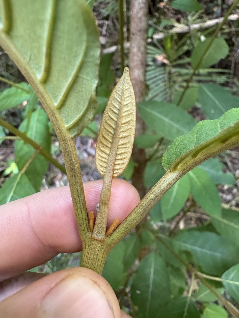Harungana madagascariensis photo 6