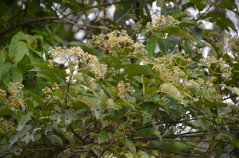Harungana madagascariensis photo 7