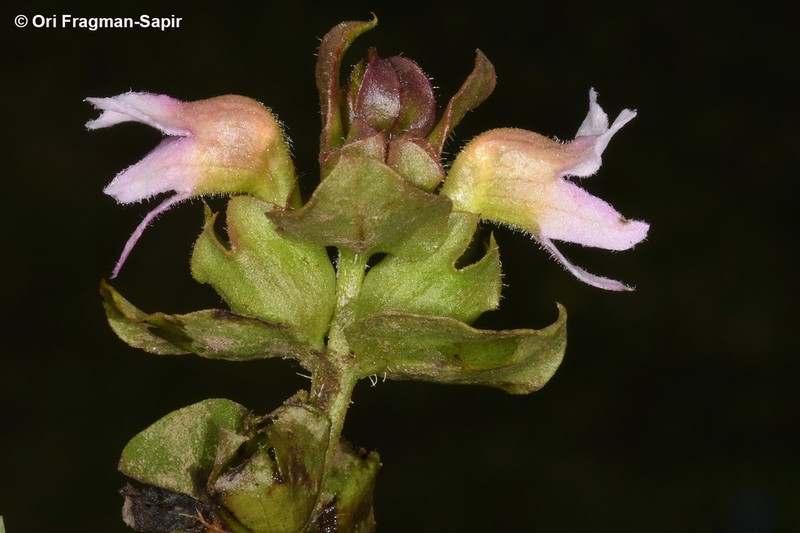 Harveya alectroides