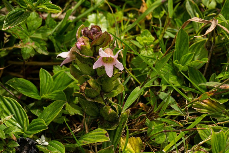 Harveya alectroides photo 2