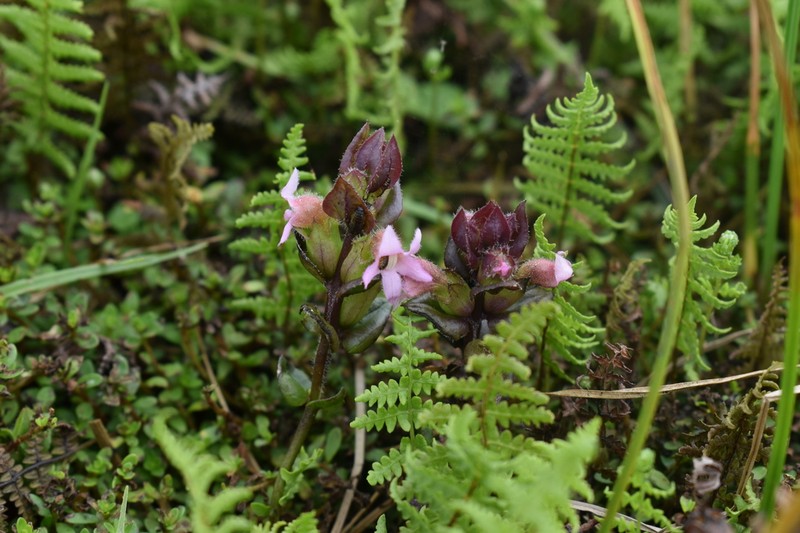 Harveya alectroides photo 3