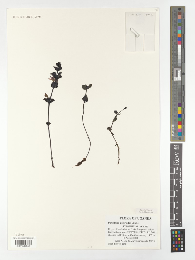 Harveya alectroides photo 5