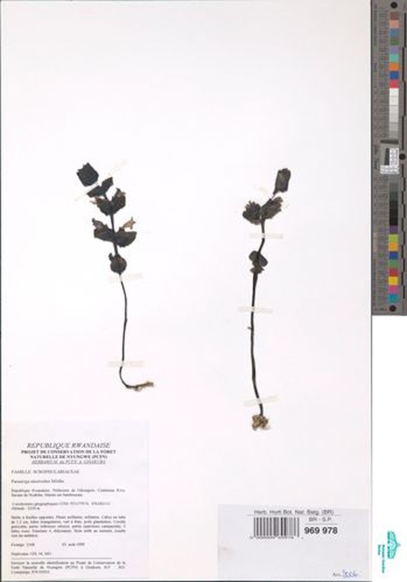 Harveya alectroides photo 6