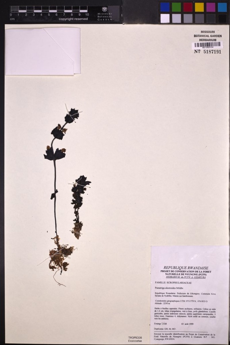 Harveya alectroides photo 7